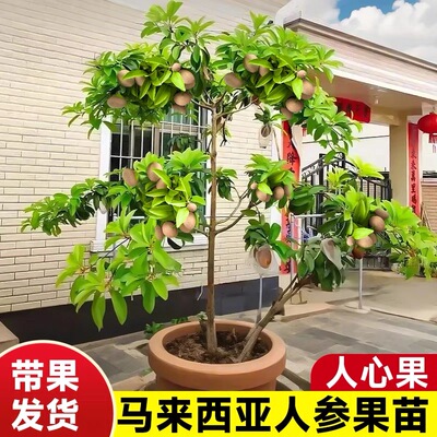 人心果苗树苗四季南北方盆栽地栽庭院种植仁心果树人参果带果土盆