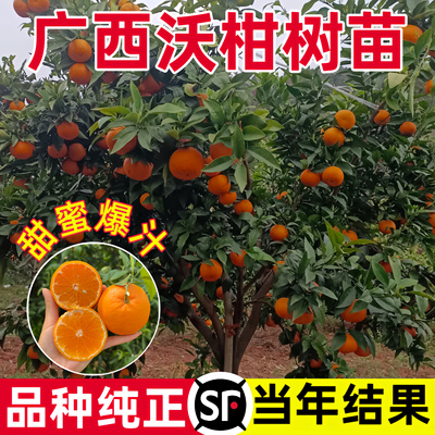 广西武鸣沃柑嫁接树苗正宗091无核无籽柑桔橘子树果苗南北方种植