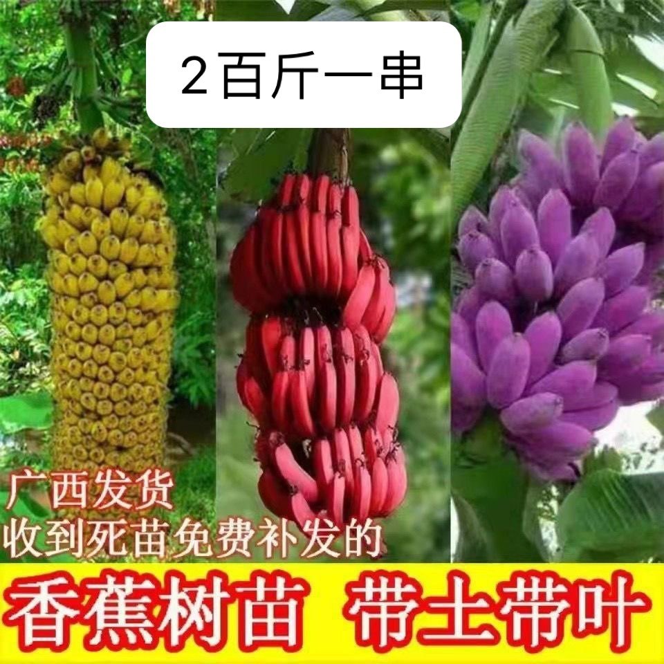香蕉苗新品种香蕉苗紫蕉红蕉皇帝蕉香蕉王盆栽地栽耐寒当年结果