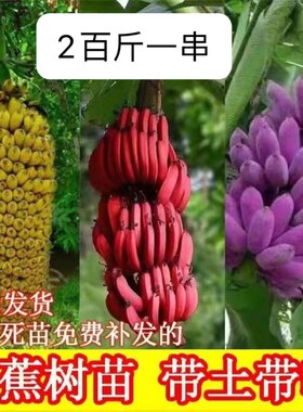 香蕉苗新品种香蕉苗紫蕉红蕉皇帝蕉香蕉王盆栽地栽耐寒当年结果
