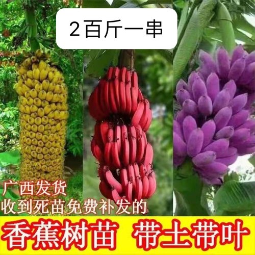 香蕉苗新品种香蕉苗紫蕉红蕉皇帝蕉香蕉王盆栽地栽耐寒当年结果