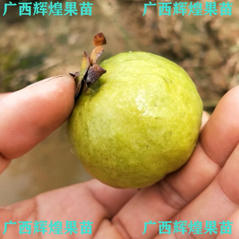 老品种小叶番石榴苗小芭乐果树苗香味浓郁香甜盆栽地栽带土叶