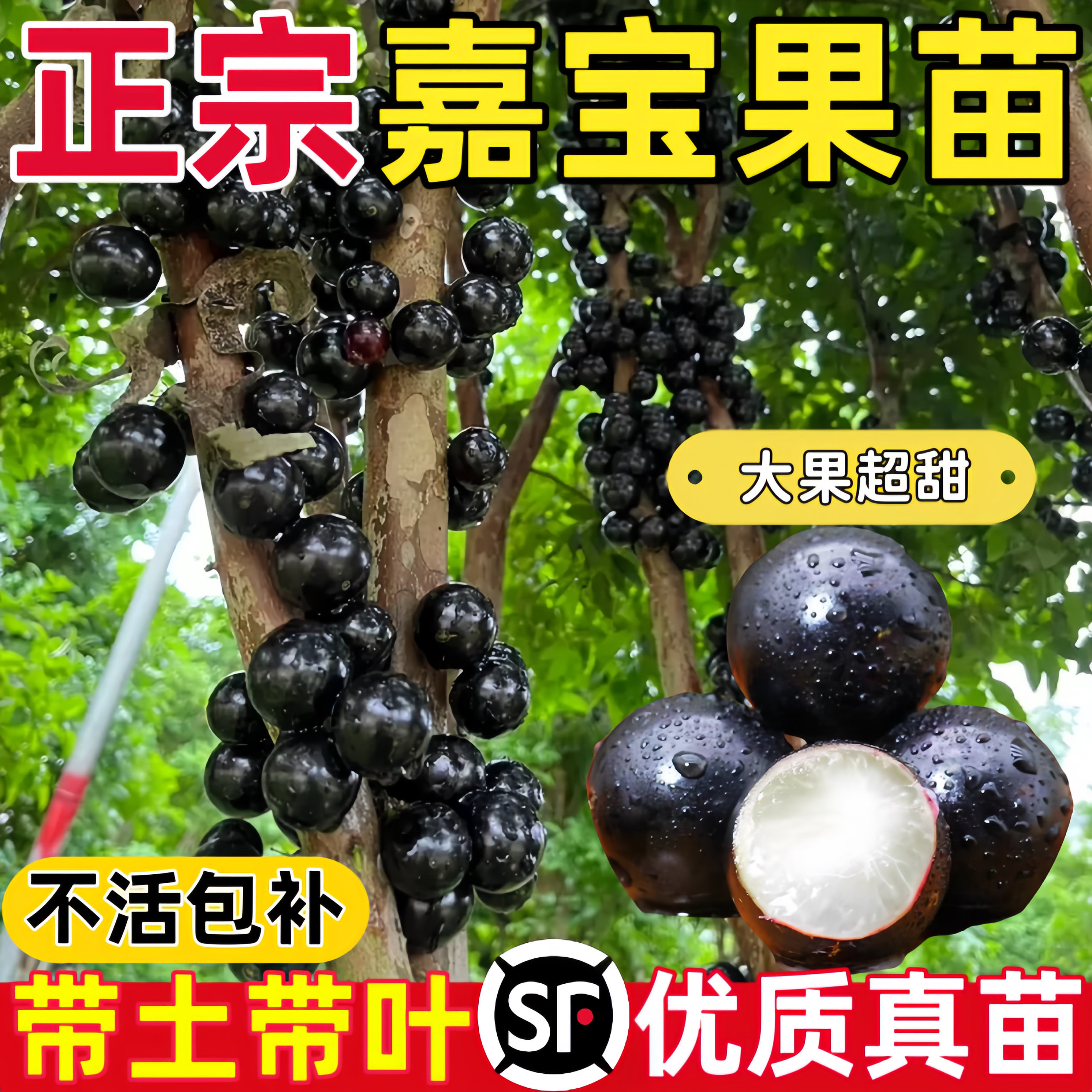 四季嘉宝果树果苗沙巴艾斯卡树葡萄苗果树庭院名贵南北方种植盆栽图片