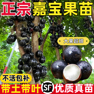四季嘉宝果树果苗沙巴艾斯卡树葡萄苗果树庭院名贵南北方种植盆栽