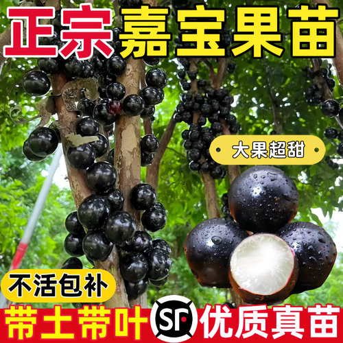 四季嘉宝果树果苗沙巴艾斯卡树葡萄苗果树庭院名贵南北方种植盆栽
