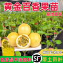 钦密9号黄金百香果树苗嫁接苗爬藤四季 结果纯甜大果百香果苗盆栽