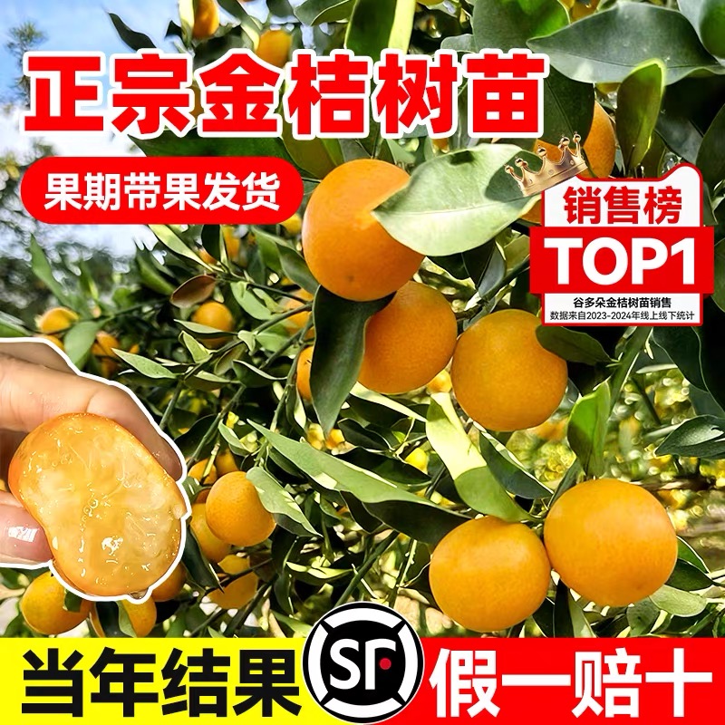融安脆蜜金桔树树苗四季广西脆皮可食用果树橘子树盆栽阳台水果苗