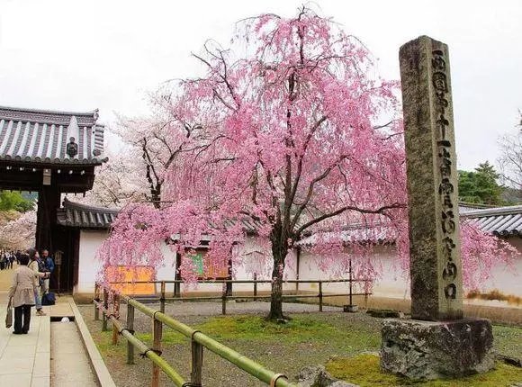 八重红垂枝樱正宗日本樱花树苗早樱枝垂樱可阳台盆栽