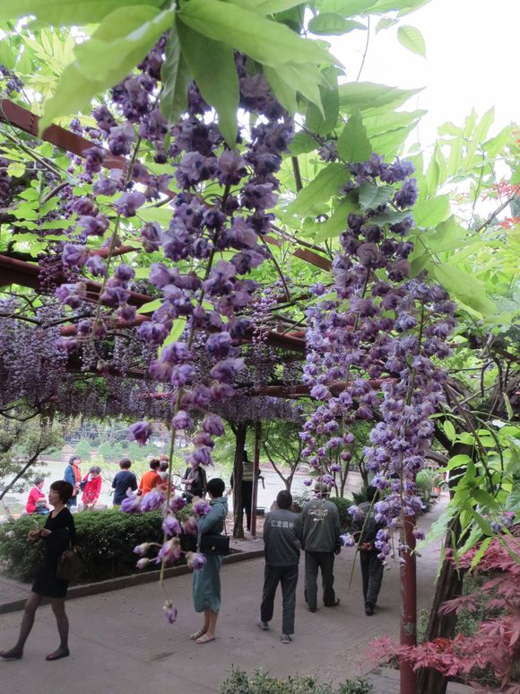 庭院丰花树苗花中黑八重阳台 紫藤别墅萝盆景琴多爬藤栽提日本龙