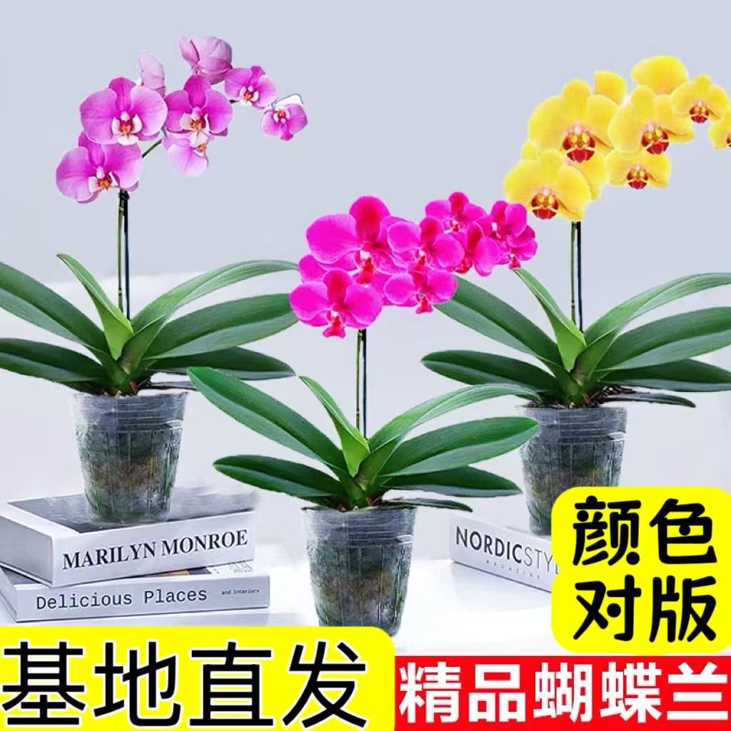 蝴蝶兰盆栽花苗带花苞室内桌面绿植彩色花朵好养活花卉植物年宵