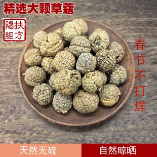 扶阳经方 精选草豆蔻中药材 草蔻草寇草扣草叩老豆蔻飞雷子香料