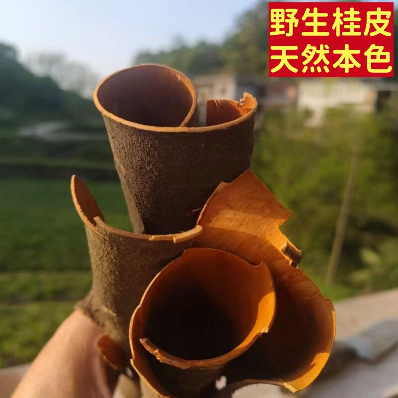 野生香桂500g阴香树皮干货卤菜炖肉香料煮红酒泡茶清香回甘不抢味