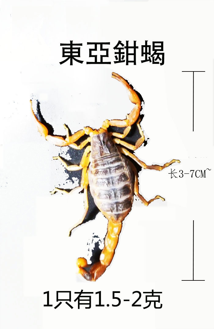 可以吃的蝎子宠物油炸食用入药泡酒全蝎子活体养殖虫子小吃零食