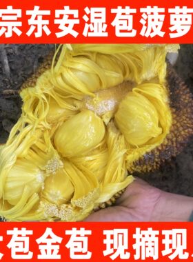 广西湿苞菠萝蜜湿包木菠萝大树崇左宁明东安榴莲应季当季新鲜水果