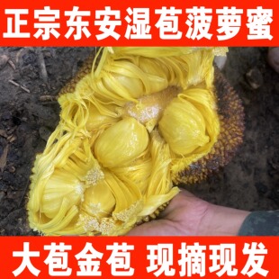 广西湿苞菠萝蜜湿包木菠萝大树崇左宁明东安榴莲应季当季新鲜水果