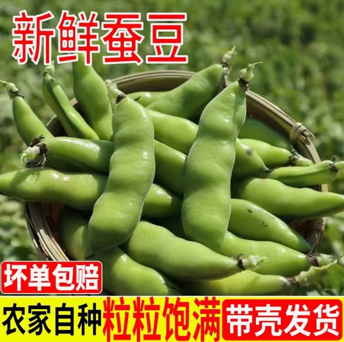 现摘现发新鲜蚕豆胡豆带壳嫩胡豆农家当季时令蔬菜新鲜蚕豆3斤5斤