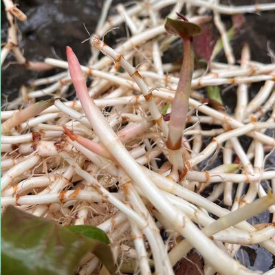 鱼腥草新鲜折耳根嫩根四川重庆贵州高山现挖现发嫩根菜蔬菜带泥发