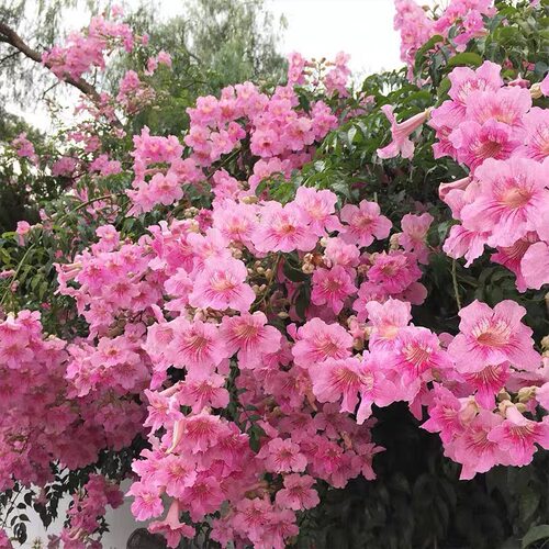耐寒凌霄花苗爬藤植物庭院