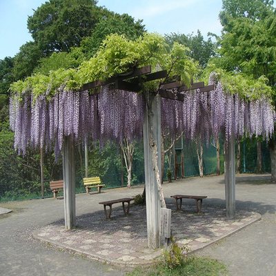 日本长穗紫藤花苗爬藤植物庭院风景树老桩耐寒好养围墙花廊攀援花