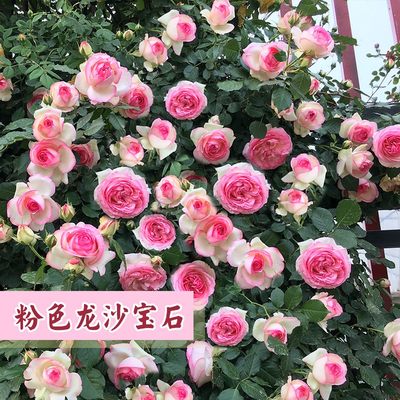 龙沙宝石爬藤月季花苗当年开花