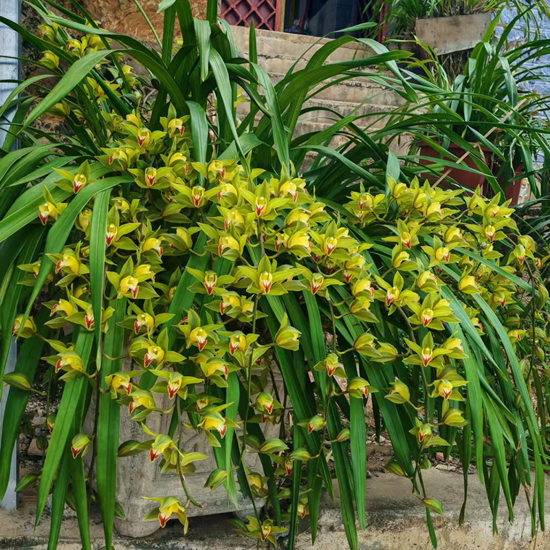 云南鲜花虎头兰原生花卉香好养活盆栽绿植观赏兰花附生绿植兰蕙兰,鲜花速递/花卉仿真/绿植园艺,国兰/杂交兰/洋兰类,淘宝优惠券,粉丝福利购,淘宝优惠卷