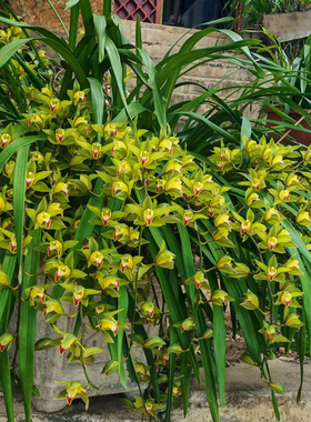 云南鲜花虎头兰原生花卉香好养活盆栽绿植观赏兰花附生绿植兰蕙兰