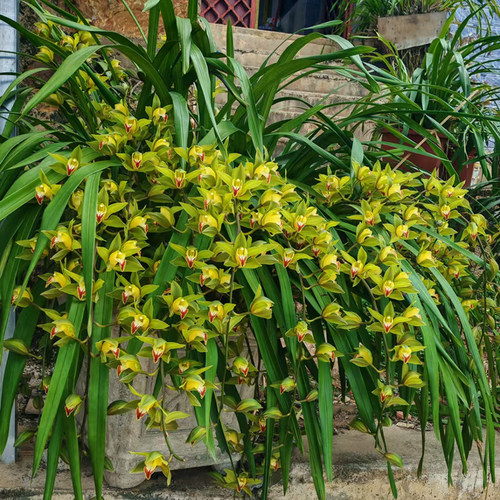 爆花花香好养虎头兰云南花卉兰花