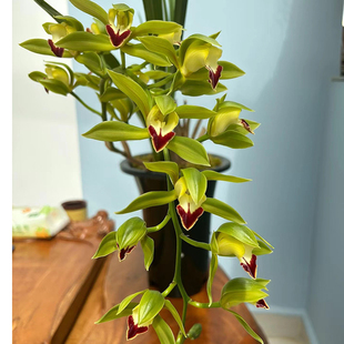 虎头兰碧玉红嘴鸥蕙兰绿鸟嘴兰花大宽叶兰花云南兰花四季常绿植物