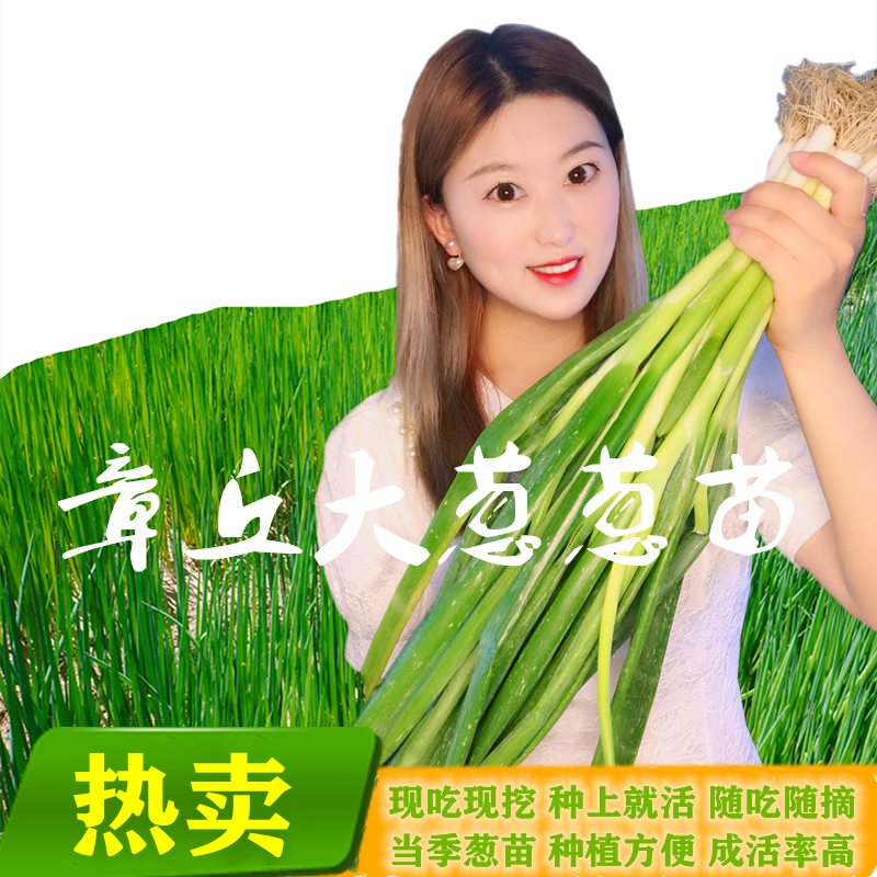 【章丘大葱苗山东葱秧子葱栽子】小葱苗现挖葱苗产地发货栽种包邮