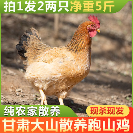 甘肃乡下农家散养土鸡草鸡老母鸡走地鸡溜达鸡整只现杀新鲜包邮