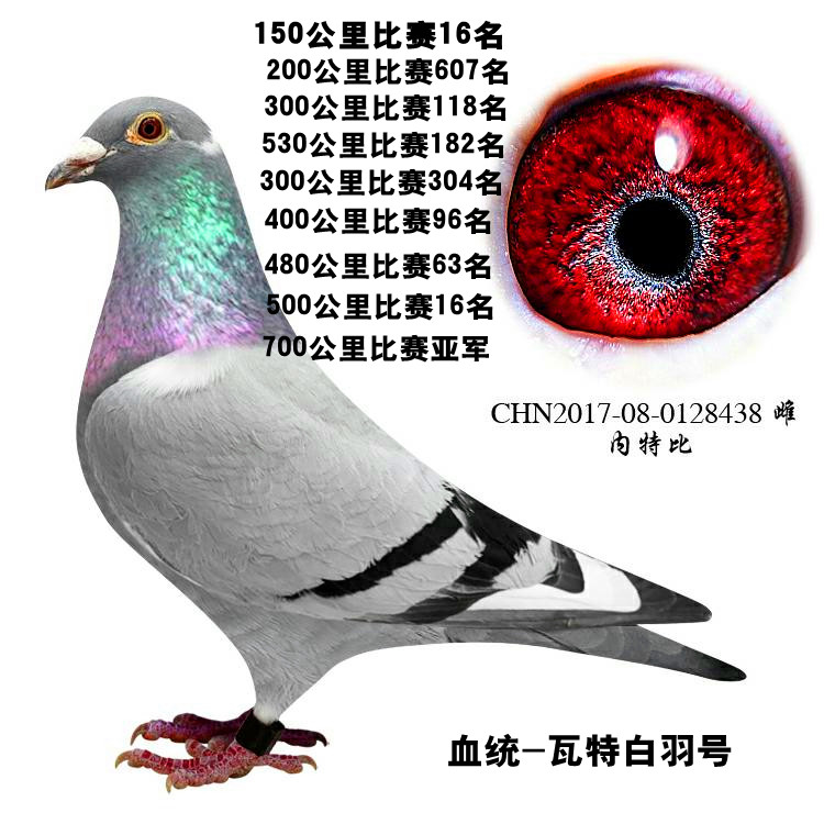 信鸽种鸽成绩鸽血统鸽公棚鸽名家赛鸽种鸽青年鸽信鸽活体幼鸽清棚