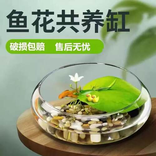 大口径玻璃花瓶碗莲铜钱草水仙花