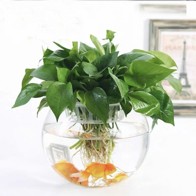 透明玻璃圆形生态瓶金鱼缸
