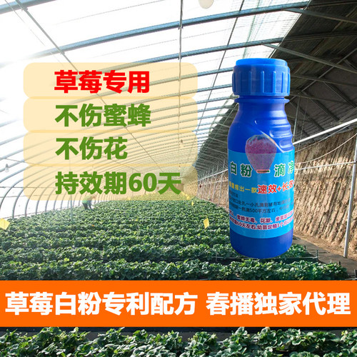 白粉一滴净草莓白粉熏蒸液专用生物制剂进口大棚安全绿色
