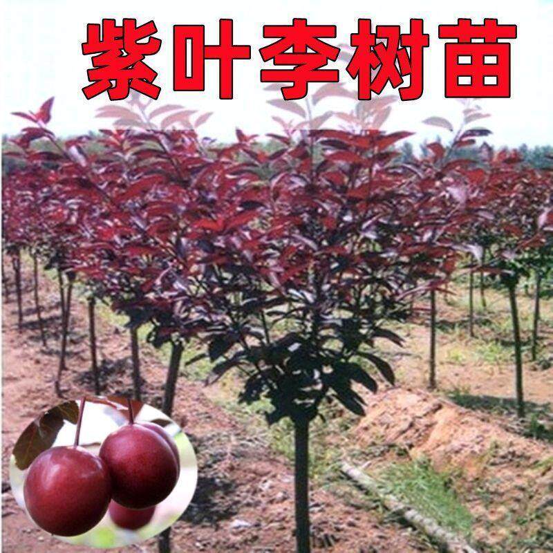 绿化苗木紫叶李树苗紫叶李树结果树庭院地栽风景树植物树苗室外