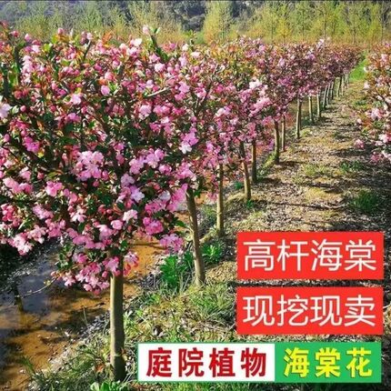 海棠花树苗庭院地栽花卉盆栽耐寒植物四季开花高杆绿化好养活