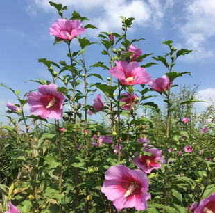 木槿花树苗紫色单瓣大花紫柱木槿盆栽地栽耐寒热庭院别墅开花植物