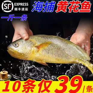 黄鱼新鲜冷冻冰鲜大黄鱼黄花鱼整条生鲜黄鱼鲜活海鲜海鱼商用整箱
