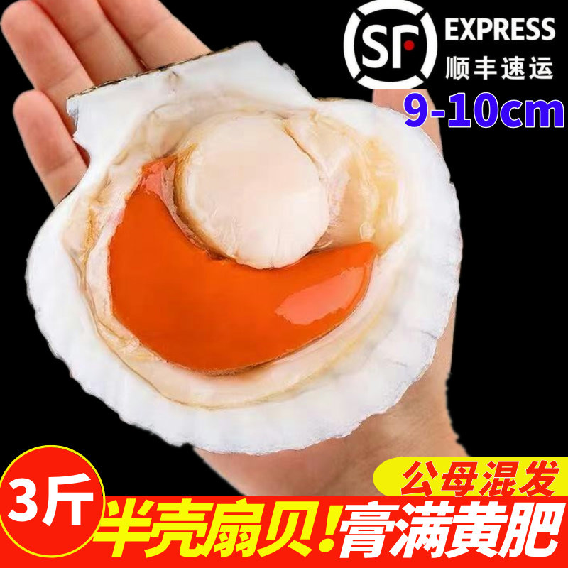 半壳贝超大夏夷贝虾夷元贝鲜活冷冻海鲜带壳粉丝蒜蓉烧烤商用扇贝