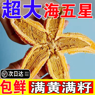 海星鲜活派大星新鲜速冻海星满籽海鲜野生五角星食用海星