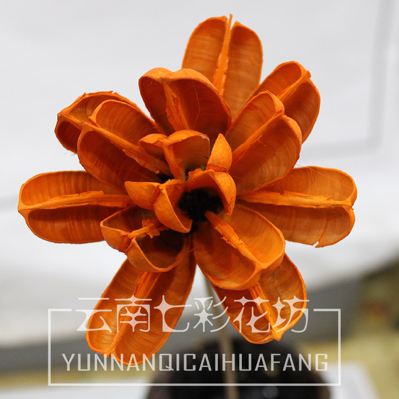 【云南七彩花坊】帝王花干花 带杆真花 卧室干花混合式家居装饰