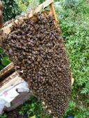 蜜蜂群笼蜂框蜂中蜂土蜂王种蜂阿坝蜂川东蜂活体动物 四川蜂王 包邮