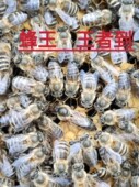 四川阿坝中蜂王蜜蜂种王大麻蜂黑美人蜜型种蜂王马尔康种开产蜂王