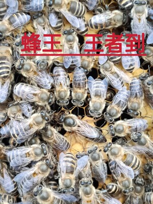 四川阿坝中蜂王蜜蜂种王大麻蜂黑美人蜜型种蜂王马尔康种开产蜂王