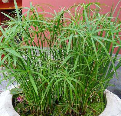 水生植物水竹盆栽净水植物旱伞草风车草水竹鱼池鱼塘装饰工程绿化
