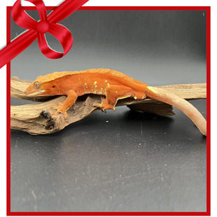 睫角波点双红公32克