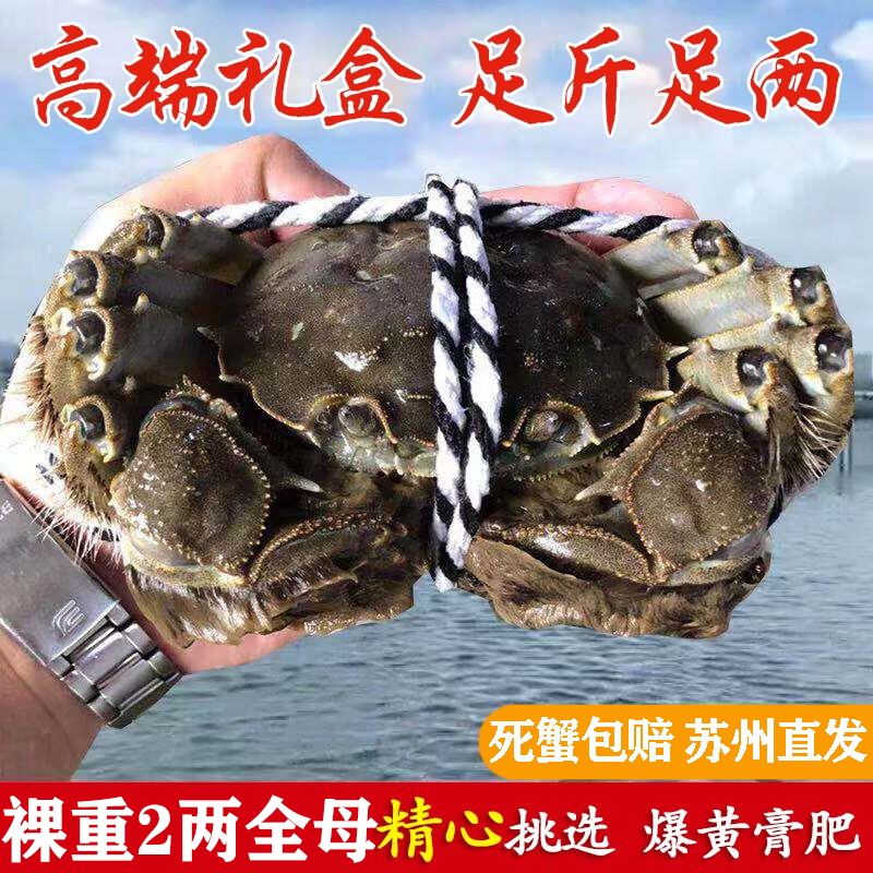 苏州净重10只2-2.5两全母蟹活蟹现货大闸蟹鲜活螃蟹特大礼盒湖蟹