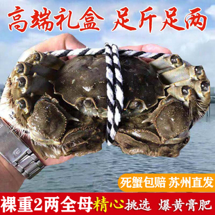 苏州净重10只2 2.5两全母蟹活蟹现货大闸蟹鲜活螃蟹特大礼盒湖蟹