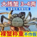 净重3斤1斤大闸蟹现货鲜活螃蟹全母公母缺腿断腿蟹残次蟹残蟹活蟹