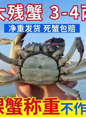 净重3斤1斤大闸蟹现货鲜活螃蟹全母公母缺腿断腿蟹残次蟹残蟹特大